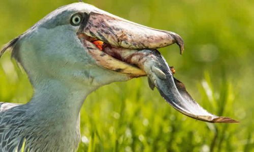 Shoebill-Stork